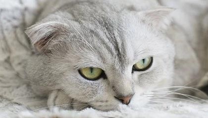 开云电竞中国-中国队成功晋级，为下一轮赛事锁定位置，中国队下次比赛